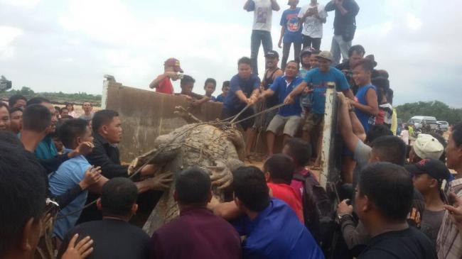 Penampakan Buaya 4 Meter yang Hebohkan Warga Sagulung